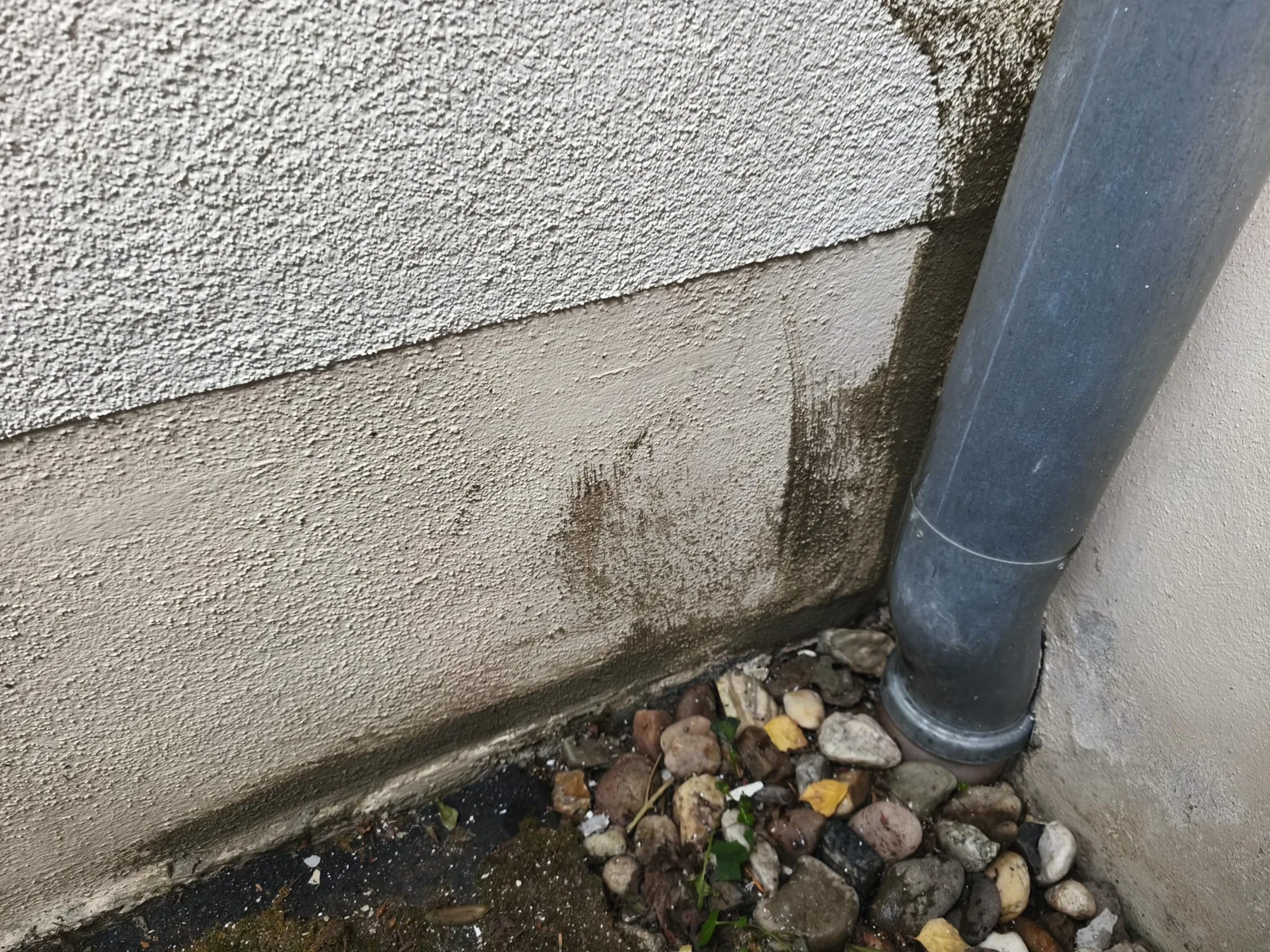 Algen an der Fassade neben dem Fallrohr vor der Fassadenreinigung